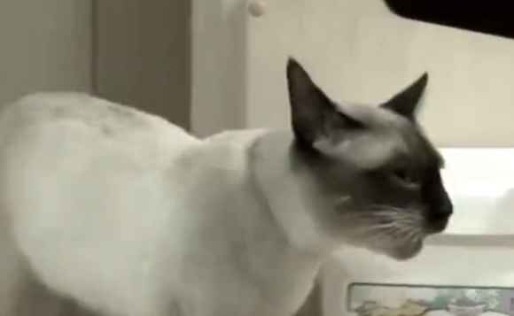 小猫每天上门来蹭饭,还以为是流浪猫 小猫每天上门来蹭饭,还以为是流浪猫