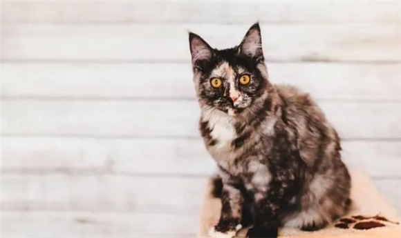 为什么没人养“玳瑁猫”，这几点原因，让人心疼