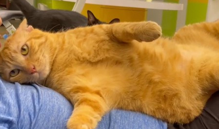 橘猫翻肚任人上下搓揉,饲主笑:我有这样的猫你没有! 橘猫翻肚任人上下搓揉,饲主笑:我有这样的猫你没有!