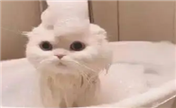 小猫可以洗澡吗