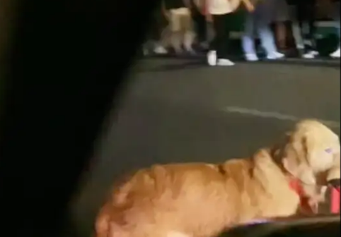 金毛走丢了,叼着牵引绳在马路上四处寻找主人,看起来好着急! 金毛走丢了,叼着牵引绳在马路上四处寻找主人,看起来好着急!