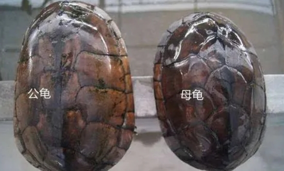 公龟和母龟的区别照片