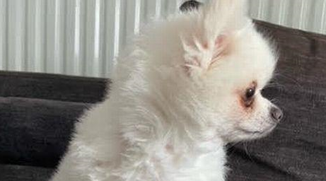 博美犬被狗贩卖给狗肉商,获救后被英国女士收养漂洋过海到新家 博美犬被狗贩卖给狗肉商,获救后被英国女士收养漂洋过海到新家
