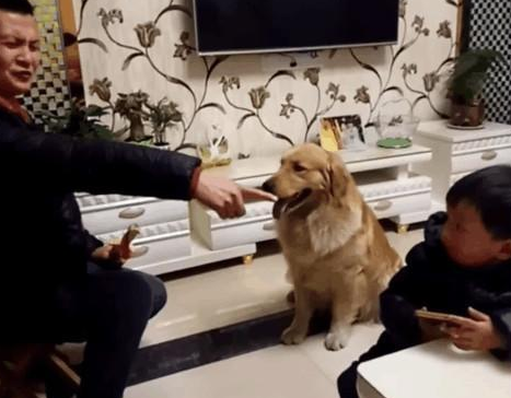 网友教训不听话的儿子还没怎样,金毛就按耐不住护着小主人 网友教训不听话的儿子还没怎样,金毛就按耐不住护着小主人