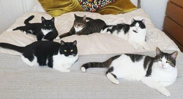 两年前流浪猫闯入网友家里生了一窝娃,后来这一家子都被收编了 两年前流浪猫闯入网友家里生了一窝娃,后来这一家子都被收编了