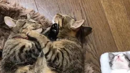 两只流浪猫被收养后不忘感恩,也学着当起了铲屎官 两只流浪猫被收养后不忘感恩,也学着当起了铲屎官