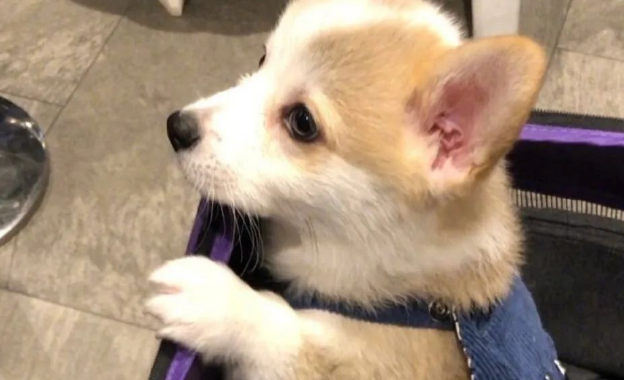 狗狗半途换了主人:一种心痛的转变 狗狗半途换了主人:一种心痛的转变