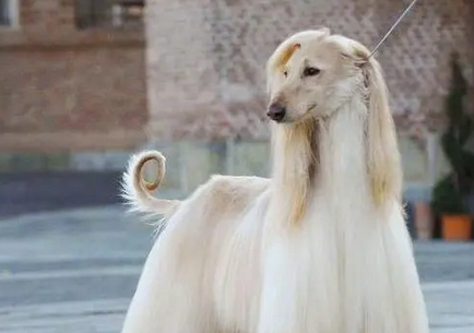 阿富汗猎犬的习性，服从主人性格开朗