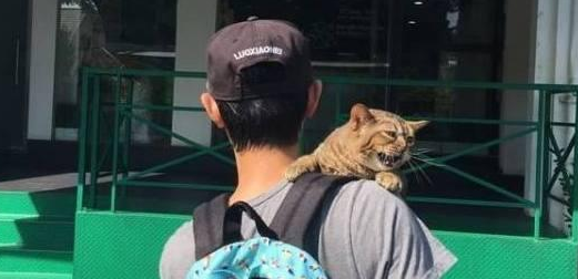 猫咪知道要去打针,拒绝的撕心裂肺,主人低头一看瞬间笑喷了! 猫咪知道要去打针,拒绝的撕心裂肺,主人低头一看瞬间笑喷了!
