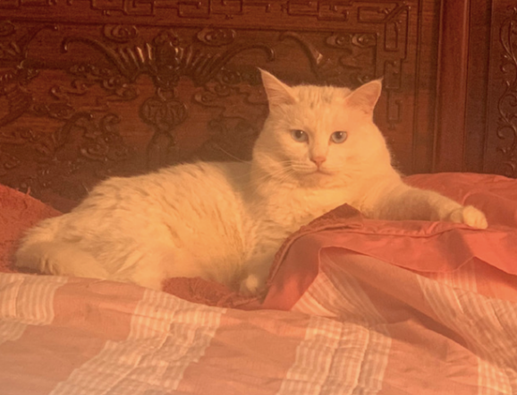2年前收养的猫:楚楚可怜!2年后:不装了,我就是这个家的大爷 2年前收养的猫:楚楚可怜!2年后:不装了,我就是这个家的大爷