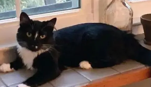 一关门猫就疯狂敲门怎么办