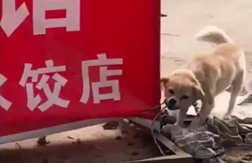 狗肉馆的招牌下,一只狗狗拼命咬着自己的铁链,想要与命运抗争! 狗肉馆的招牌下,一只狗狗拼命咬着自己的铁链,想要与命运抗争!