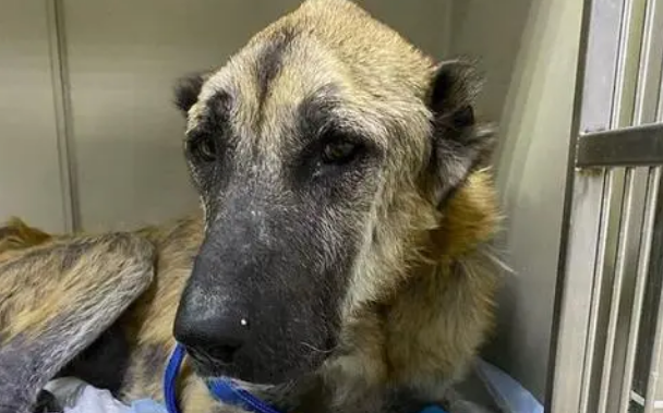 “狗场犬只声带被割”？回应来了 