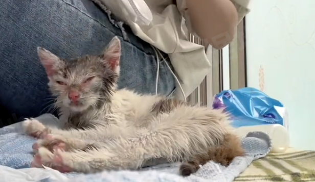 追着人跑的小流浪猫,满脸泥巴相貌丑陋,养了一个月后,这也太美了吧 追着人跑的小流浪猫,满脸泥巴相貌丑陋,养了一个月后,这也太美了吧