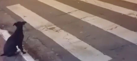 等红灯时发现一只超守法的狗狗,它懂得绿灯亮才过马路,太聪明了 等红灯时发现一只超守法的狗狗,它懂得绿灯亮才过马路,太聪明了