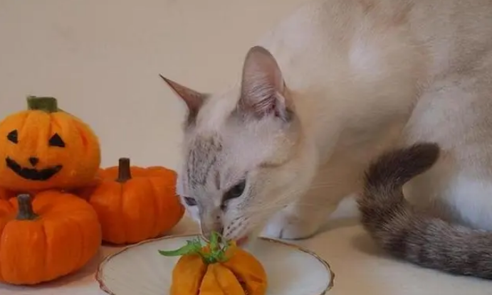 账号猫安全吗
