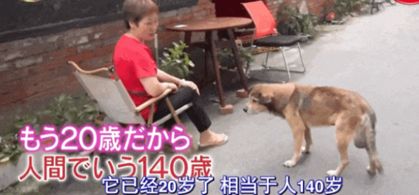 狗子因“痔疮”被全网嘲笑：别的狗一闻它皮燕子全药膏味儿，一世英名毁了