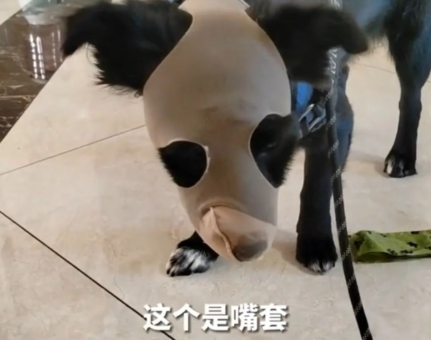 为防狗子越狱，主人把家里门把手爆改...网友：小偷来了都进不去的程度