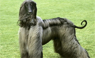 阿富汗猎犬美容 完美的时尚贵妇