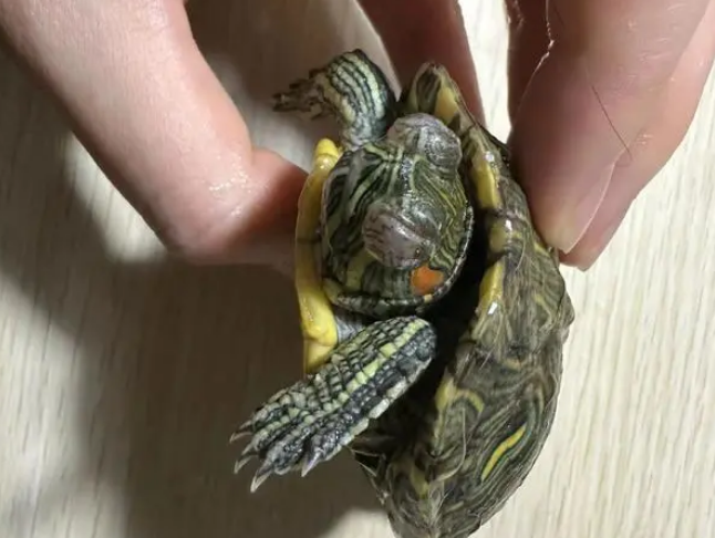龟眼睛肿了睁不开怎么办 龟眼睛肿了睁不开怎么办