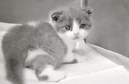 国内首只商业化克隆猫满月 可为克隆熊猫提供借鉴
