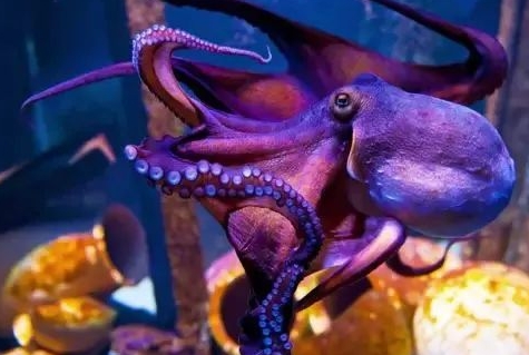 为什么说章鱼是外星生物?读完你就服了! 为什么说章鱼是外星生物?读完你就服了!