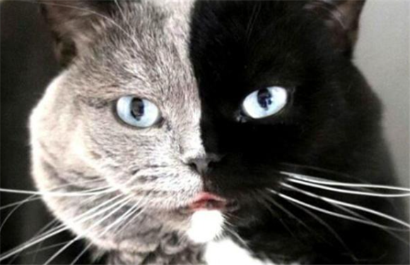 阴阳猫对主人有影响吗
