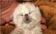 幼猫几天睁开眼睛