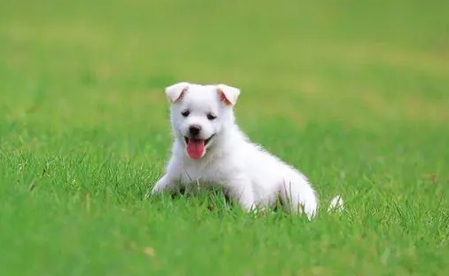 傻狗是什么意思? 傻狗是什么意思?