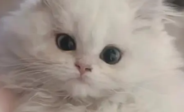 女子发现猫咪惨死洗衣机中,怀疑合租者系凶手 女子发现猫咪惨死洗衣机中,怀疑合租者系凶手