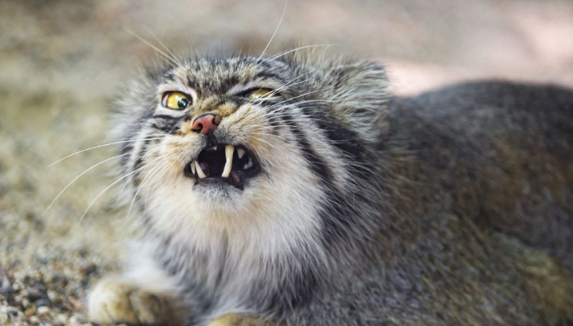 “猫中鳌拜”:把蛇当辣条,爱抢旱獭的窝,人类至今未能将其驯服 “猫中鳌拜”:把蛇当辣条,爱抢旱獭的窝,人类至今未能将其驯服