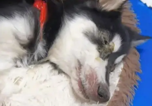黑龙江:犬瘟后期的二哈被绑上嘴,扔在垃圾桶旁,狗狗:我想活着 黑龙江:犬瘟后期的二哈被绑上嘴,扔在垃圾桶旁,狗狗:我想活着
