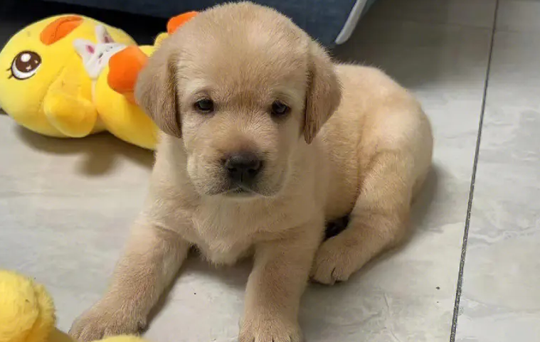幼犬受到惊吓的症状 幼犬受到惊吓的症状