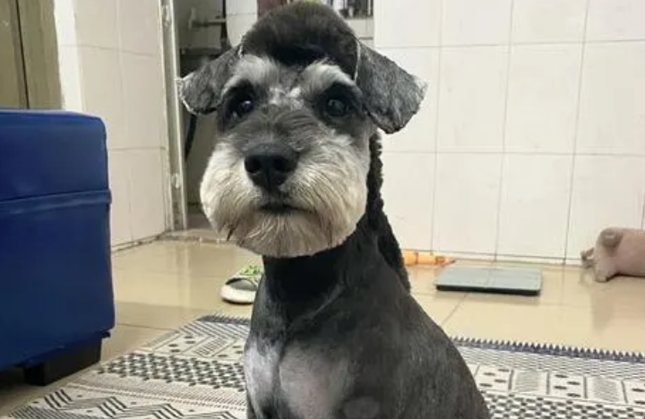小型雪纳瑞犬怎么喂养