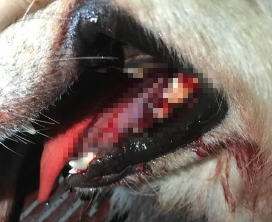 阿拉斯加咬伤人，被猛打10分钟，导致口腔开裂！