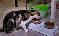 一晚上不给猫吃会饿坏吗