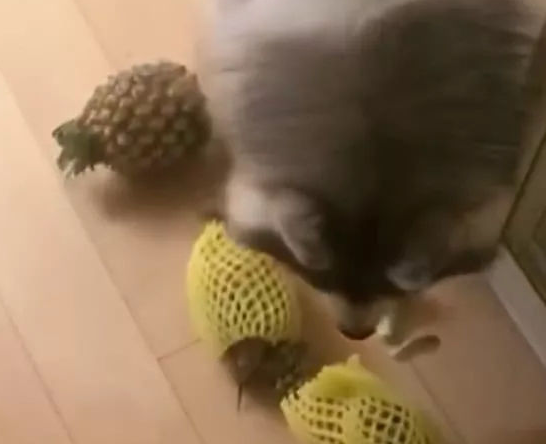阿拉斯加犬不撕家!宠主:别在家里当搬运工了,做我的小可爱不好吗? 阿拉斯加犬不撕家!宠主:别在家里当搬运工了,做我的小可爱不好吗?