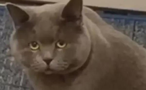 这睿智的眼神!主人外出上学回家,猫咪一脸懵逼:不好意思你谁啊 这睿智的眼神!主人外出上学回家,猫咪一脸懵逼:不好意思你谁啊