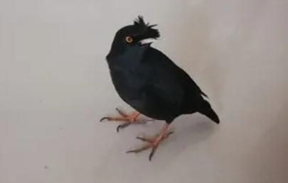 八哥撞笼子怎么办