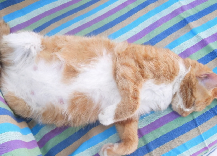 怎样判断猫咪怀孕天数