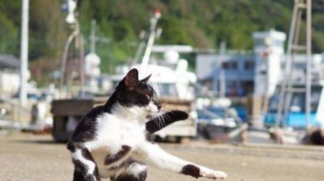 奶牛猫上下翻腾,非常灵活,像是一个会武功的绝世高手! 奶牛猫上下翻腾,非常灵活,像是一个会武功的绝世高手!