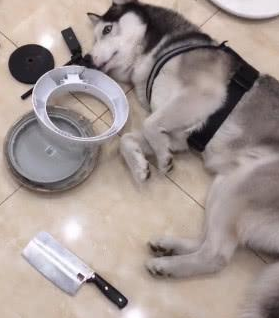 原以为哈士奇不拆家了,看到画面,主人:安排炖狗肉! 原以为哈士奇不拆家了,看到画面,主人:安排炖狗肉!