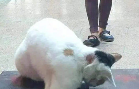 猫咪正大光明逃功德箱，小爪子在里面掏个不停：有钱买小鱼干了