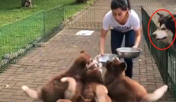 妹子养了9只阿拉，喂饭时就像“打仗”一样