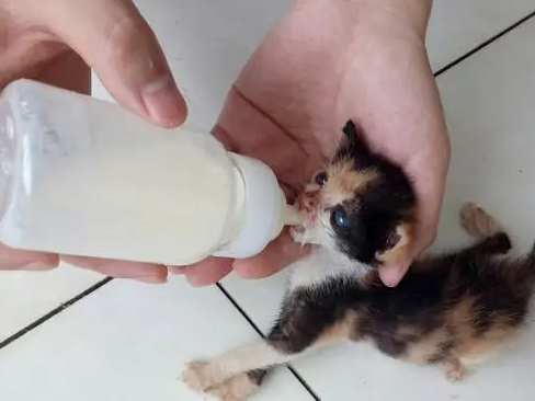 小猫太弱被猫妈抛弃,没有奶吃饿的吃垃圾,被捡回去后能尽情喝奶 小猫太弱被猫妈抛弃,没有奶吃饿的吃垃圾,被捡回去后能尽情喝奶