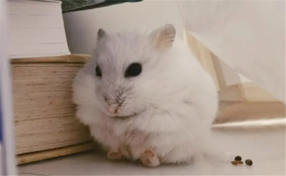 银狐怎么养