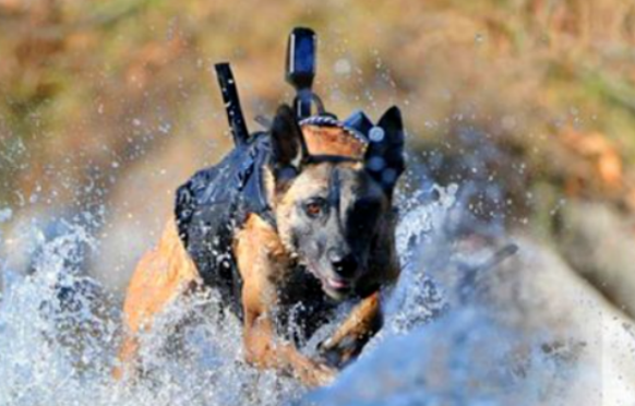 军犬目睹主人被害过程，5年后在街上认出仇人手指，当街疯狂报仇