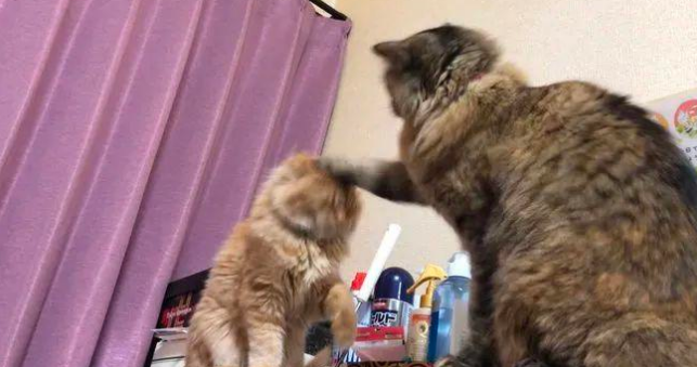 橘猫被家里大猫一顿胖揍，主人在旁加油助威还用手机拍下了全过程