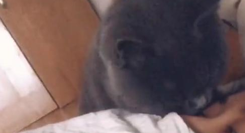 猫咪用亲亲的方式叫醒女主,还瞅了男主一眼:和我争宠,你还嫩呢 猫咪用亲亲的方式叫醒女主,还瞅了男主一眼:和我争宠,你还嫩呢