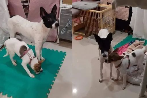 领养了一只超级胆小的妈宝狗,可半年后却露出本性... 领养了一只超级胆小的妈宝狗,可半年后却露出本性...